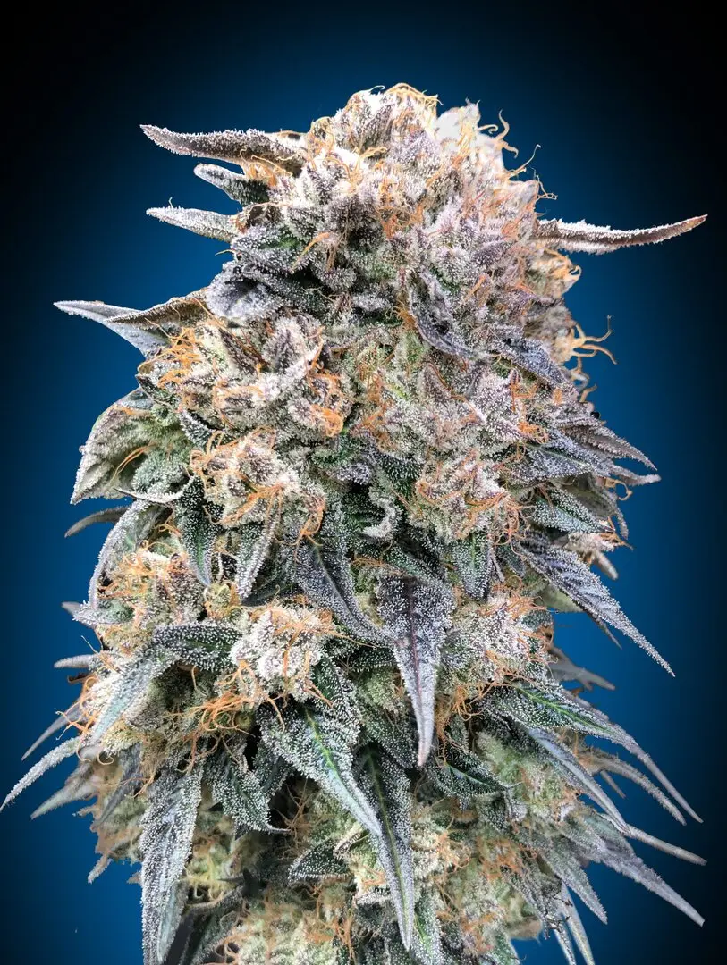 00 KUSH FAST 00 SEEDS