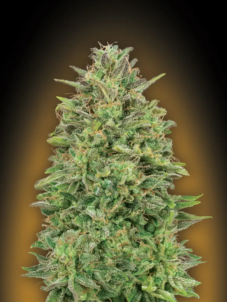 00 SKUNK 00 SEEDS FEM