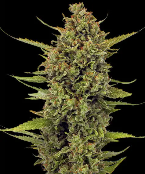 ACAPULCO GOLD  BARNEY'S FARM REG
