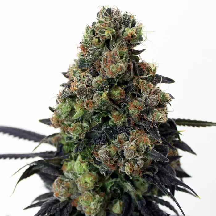 ACID DOUGH FEM RIPPER SEEDS