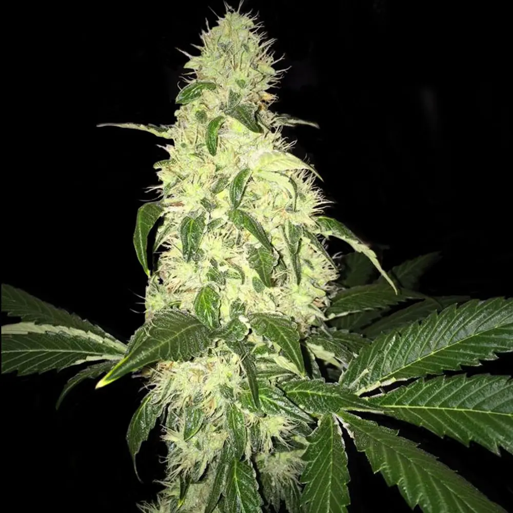 AFGHANIBERRY T.H. SEEDS REG