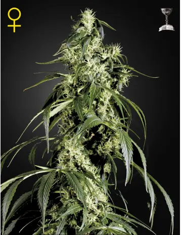 ARJAN'S HAZE #1 GREEN HOUSE SEED FEM