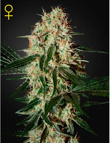 ARJAN'S HAZE #3 GREEN HOUSE SEED FEM