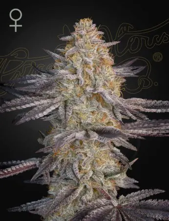AIR LEMON GREEN HOUSE SEED FEM