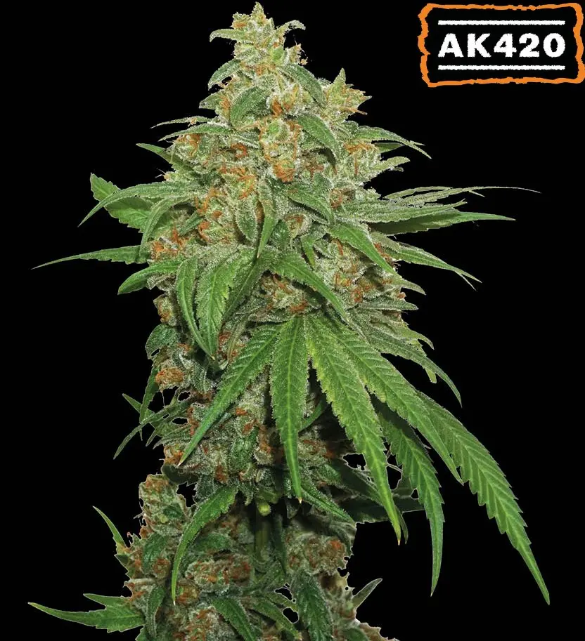 AK420 AUTO SEEDSTOCKERS