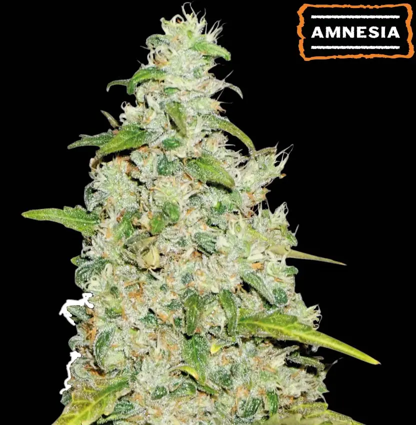 AMNESIA AUTO SEEDSTOCKERS