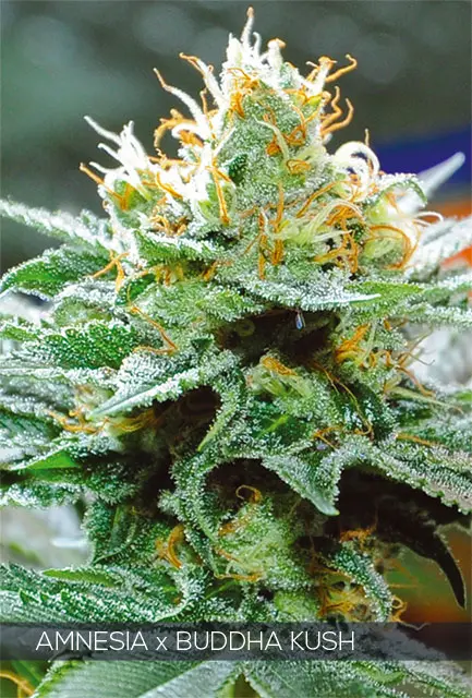 AMNESIA X BUDDHA KUSH - VISION SEEDS FEM