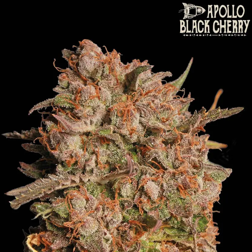 APOLLO BLACK CHERRY AUTO SEEDSTOCKERS SUPERIOR