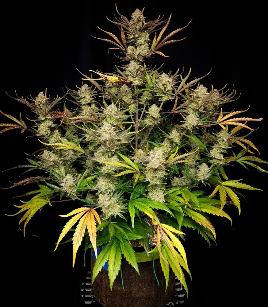 APPLE STRUDEL AUTO™ FAST BUDS