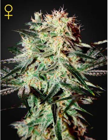 ARJAN'S STRAWBERRY HAZE GREEN HOUSE SEED FEM