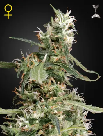 ARJAN'S ULTRA HAZE #1 GREEN HOUSE SEED FEM