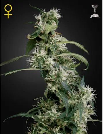 ARJAN'S ULTRA HAZE #2 GREEN HOUSE SEED FEM