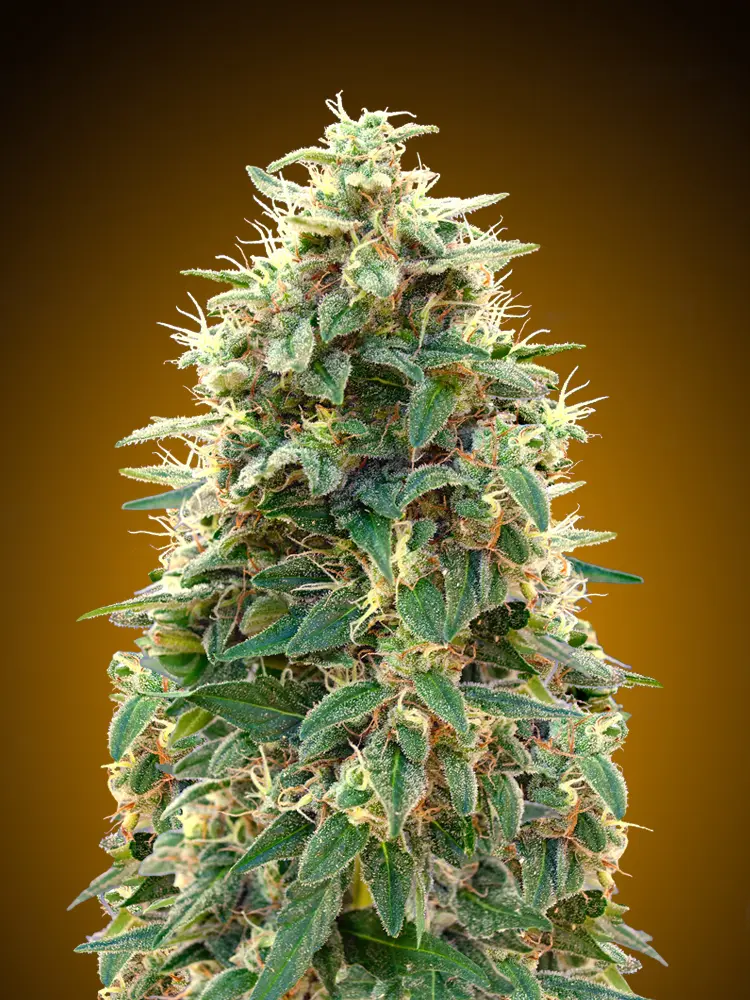 AUTO 00 CHEESE 00 SEEDS