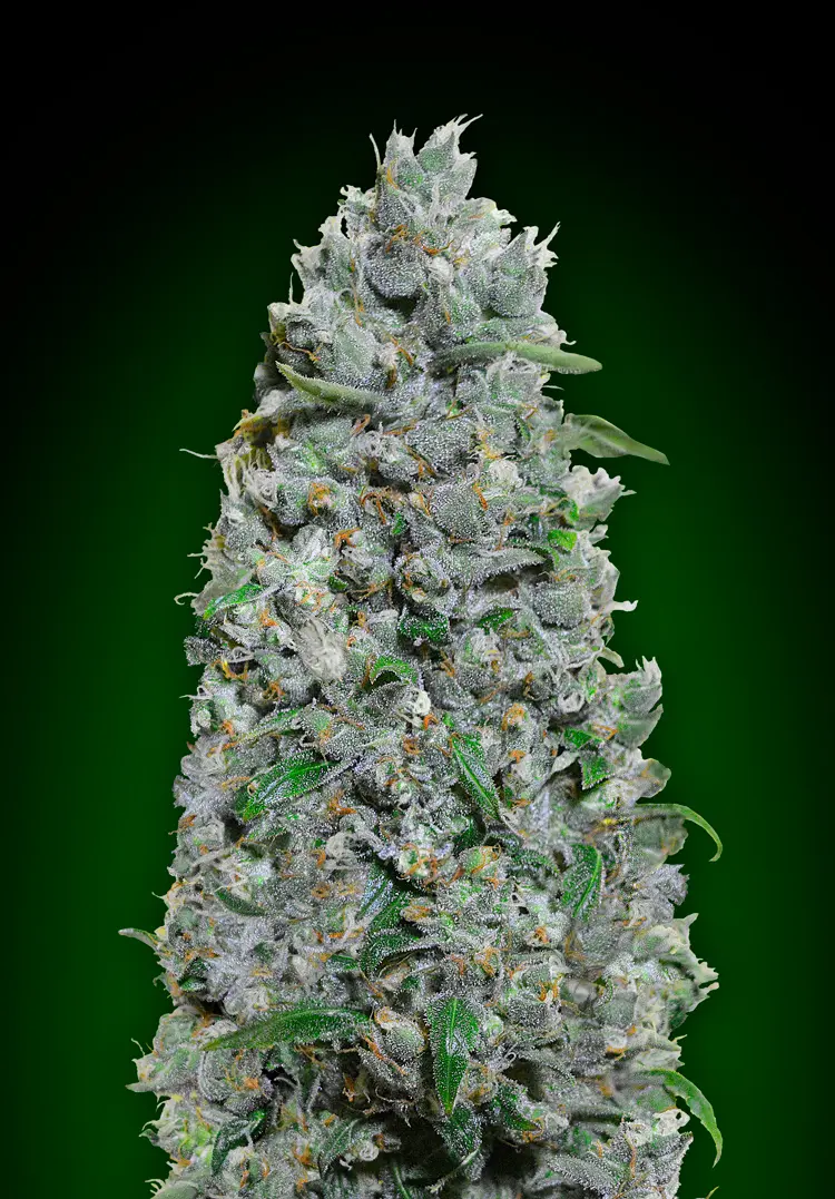 AUTO AFGHAN MASS XXL 00 SEEDS