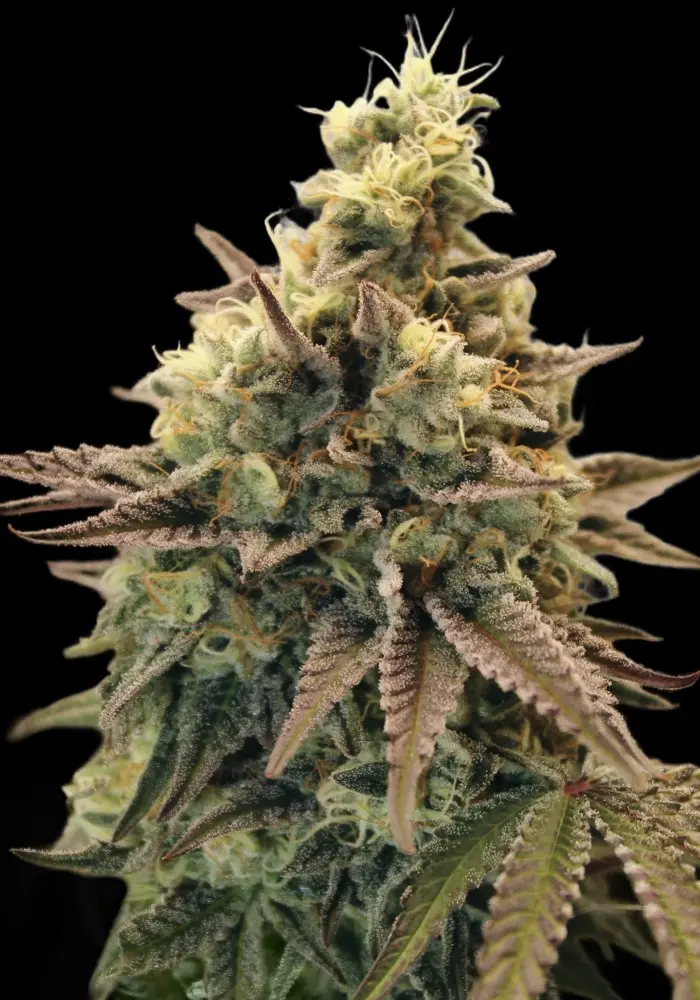 AUTO ANIMAL ZOOKIES ADVANCED SEEDS