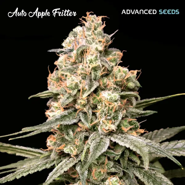 AUTO APPLE FRITTER ADVANCED SEEDS