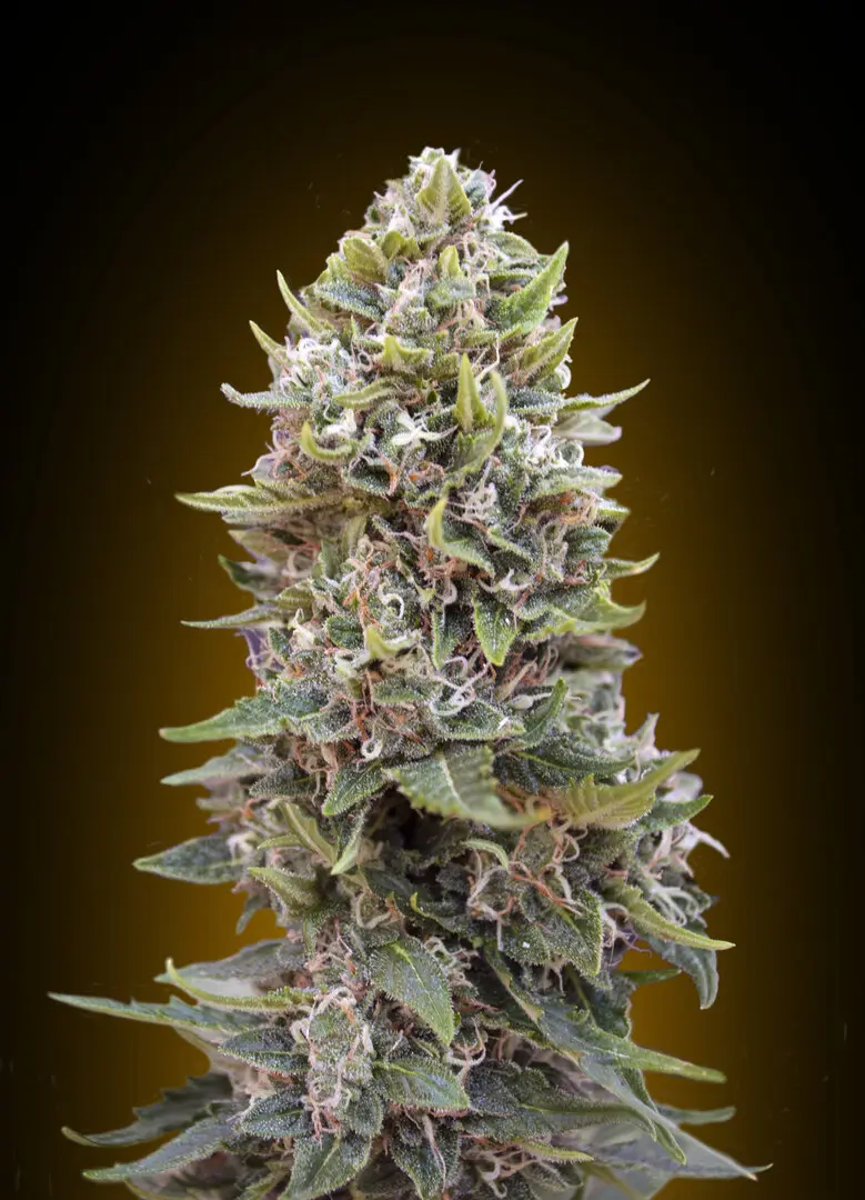 AUTO CHEESE BERRY 00 SEEDS