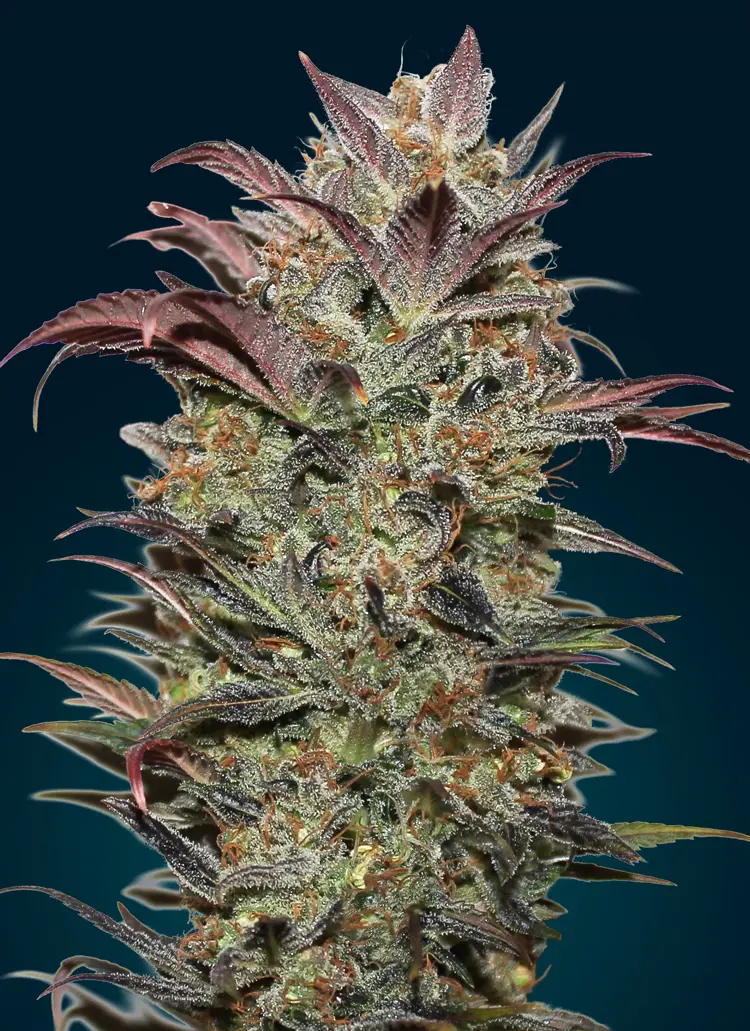 AUTO CHOCOLATE CREAM 00 SEEDS