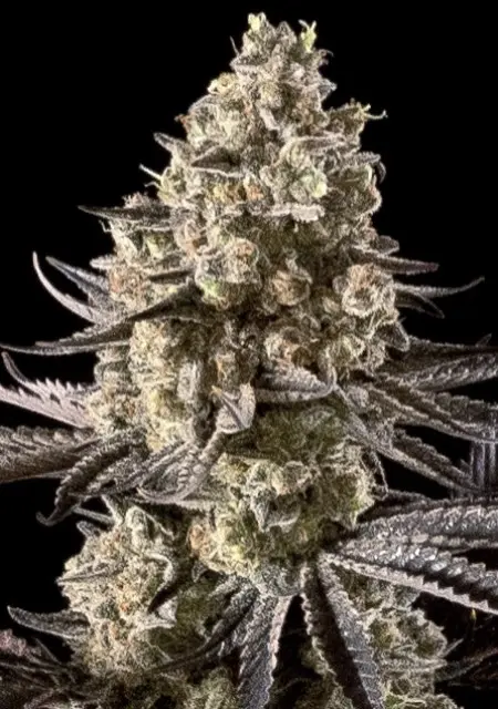 AUTO FIRE DOG ADVANCED SEEDS