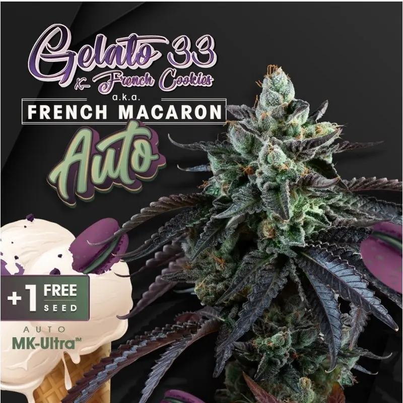 AUTO FRENCH MACARON T.H. SEEDS