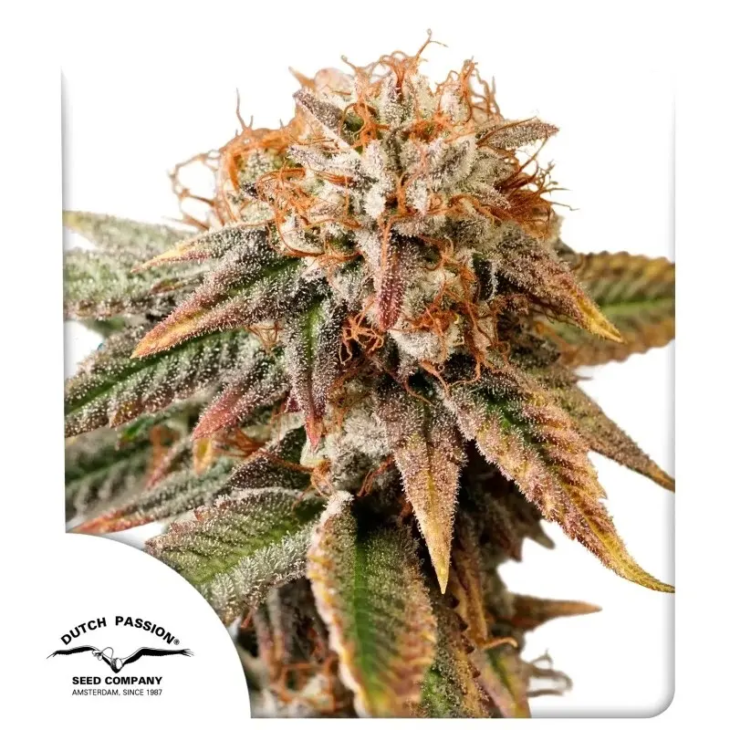 AUTO KINGSTON PUNCH DUTCH PASSION