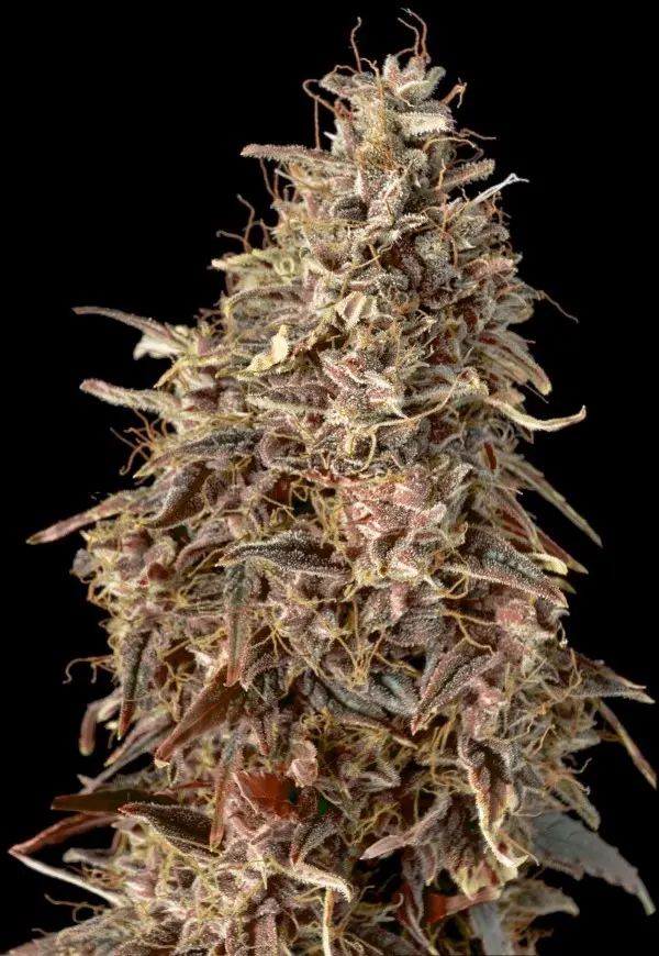 AUTO MIMOSA PUNCH ADVANCED SEEDS