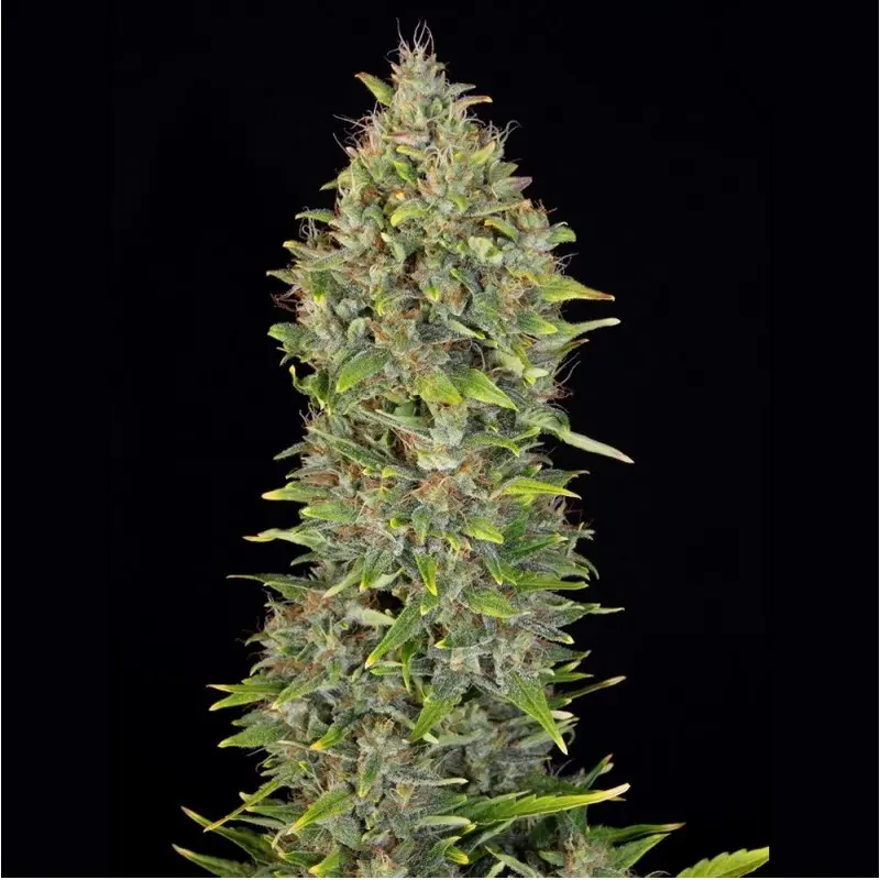 AUTO MK-ULTRA™ T.H. SEEDS