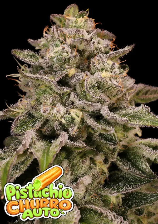 AUTO PISTACHIO CHURRO ANESIA SEEDS