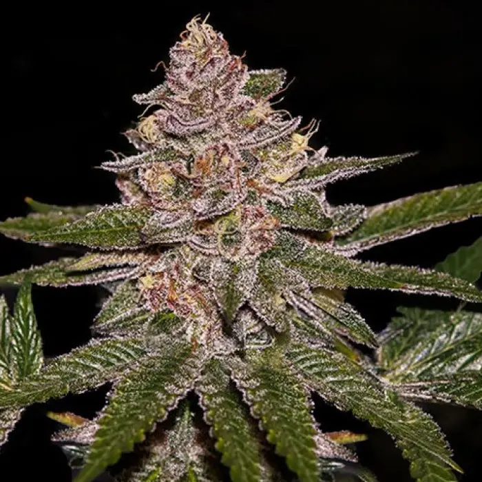 AUTO RADICAL JUICE FEM RIPPER SEEDS