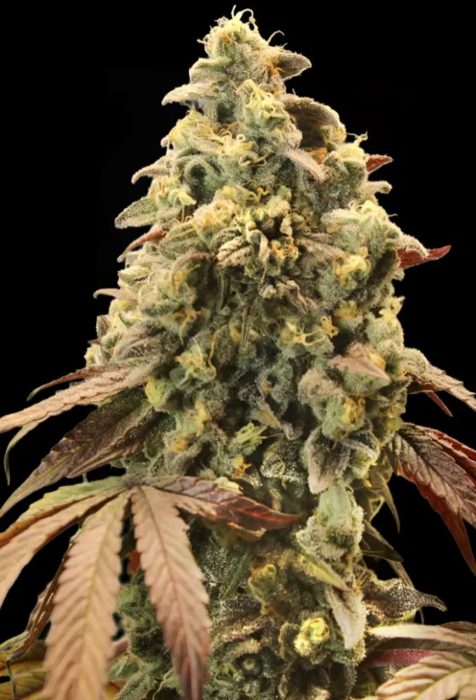 AUTO RAINBOW SHERBET #11 ADVANCED SEEDS