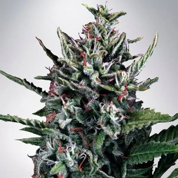 AUTO SILVER BULLET MINISTRY OF CANNABIS