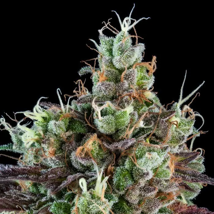 AUTO SOUR RIPPER FEM RIPPER SEEDS