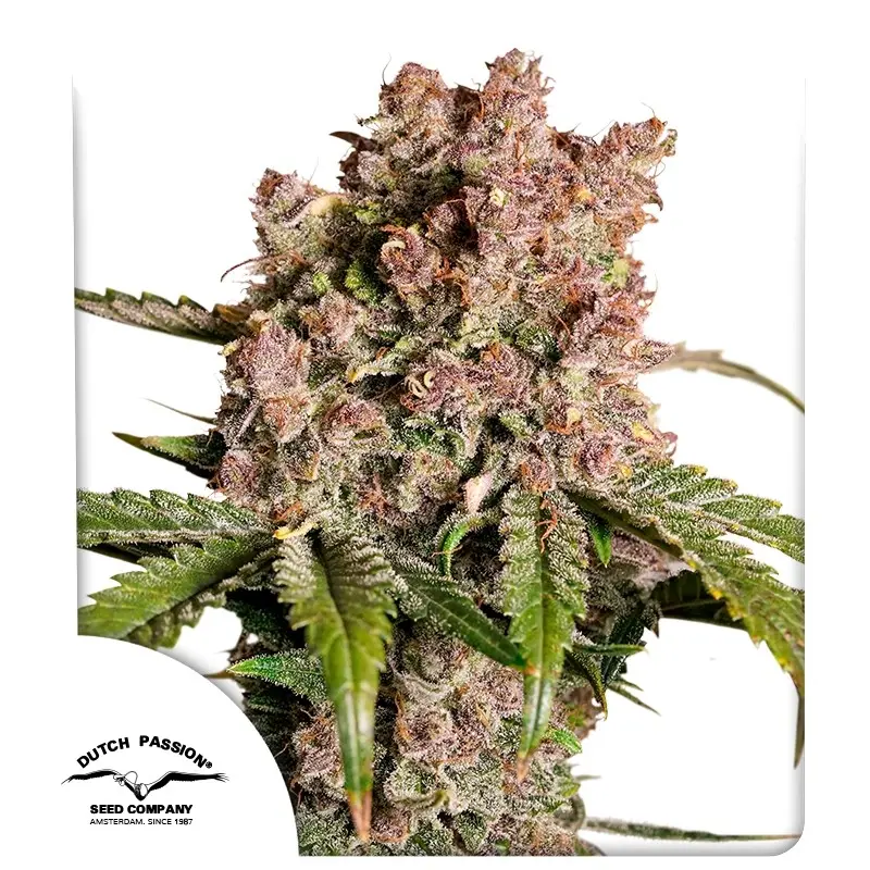 AUTO STRAWBERRY SODA DUTCH PASSION