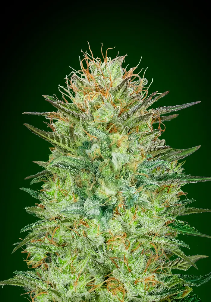 AUTO SWEET CRITICAL 00 SEEDS