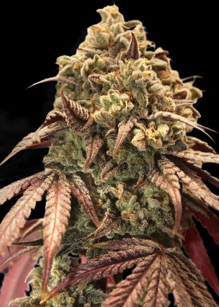 AUTO ZEREALZ MILK ADVANCED SEEDS