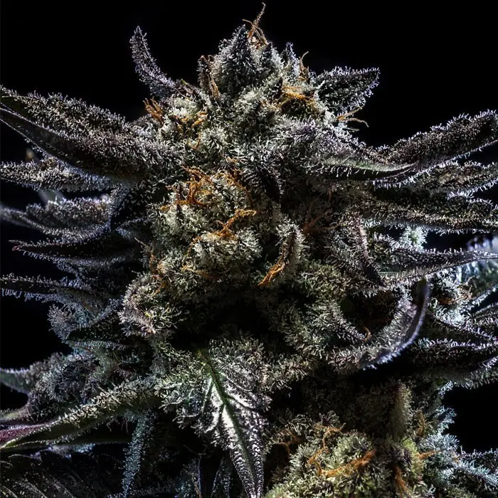 AUTO ZOMBIE KUSH FEM RIPPER SEEDS