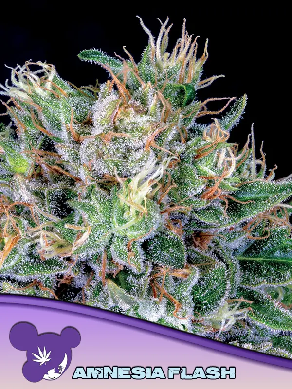 AMNESIA FLASH ANESIA SEEDS