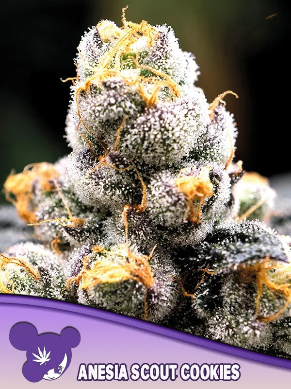 ANESIA SCOUT COOKIES ANESIA SEEDS