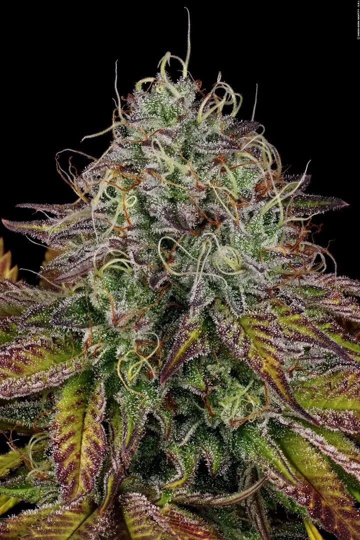 APRICOT CANDY PARADISE SEEDS FEM