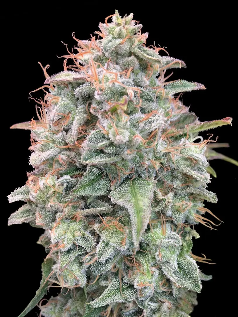 AUTO BANANA COOKIES ADVANCED SEEDS