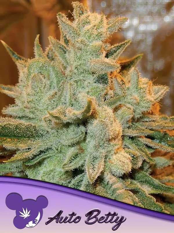 AUTO BETTY ANESIA SEEDS