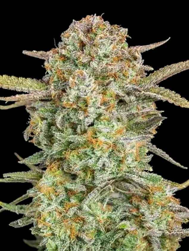 AUTO BRUCE BANNER XXL ADVANCED SEEDS