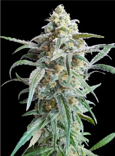 AUTO CHERRY PIE ADVANCED SEEDS