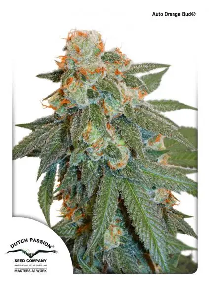 AUTO ORANGE BUD® DUTCH PASSION