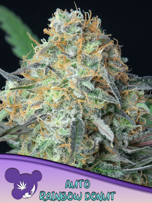 RAINBOW DONUT AUTO ANESIA SEEDS