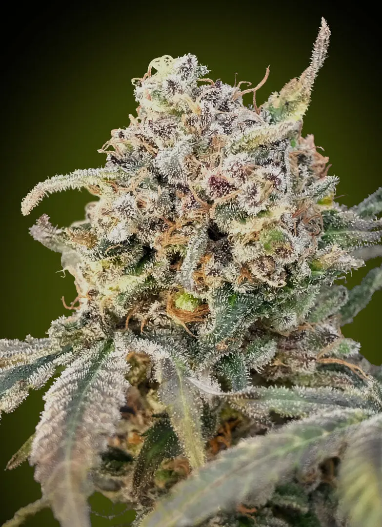 AUTO SOMANGO GLUE ADVANCED SEEDS