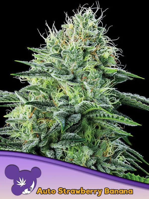 AUTO STRAWBERRY BANANA ANESIA SEEDS