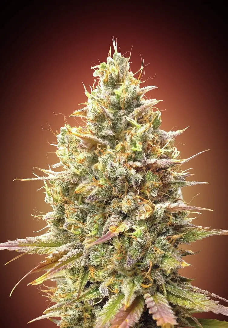 AUTO STRAWBERRY BANANA ADVANCED SEEDS