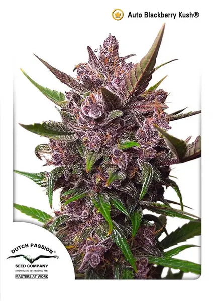 AUTO BLACKBERRY KUSH® DUTCH PASSION