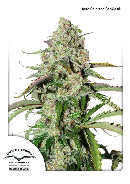 AUTO COLORADO COOKIES® DUTCH PASSION